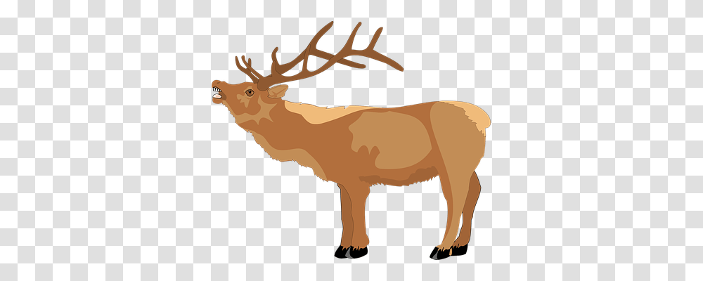 Deer Animals, Elk, Wildlife, Mammal Transparent Png