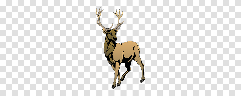 Deer Animals, Elk, Wildlife, Mammal Transparent Png