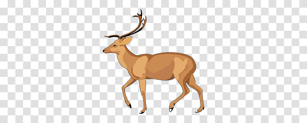 Deer Animals, Elk, Wildlife, Mammal Transparent Png