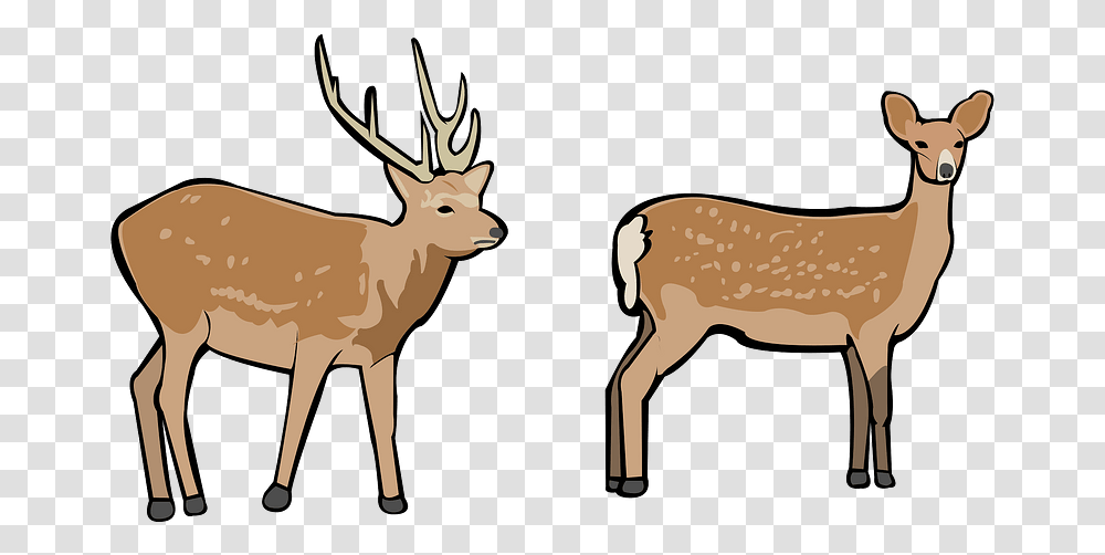 Deer Animal Figure, Wildlife, Mammal, Elk, Antelope Transparent Png