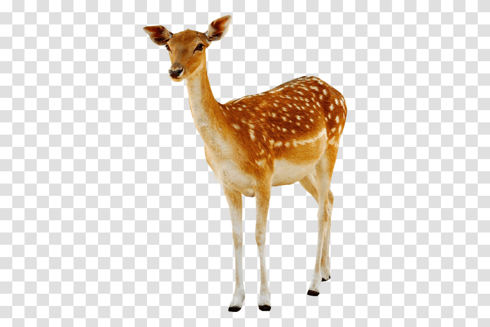 Deer, Animals, Antelope, Wildlife, Mammal Transparent Png