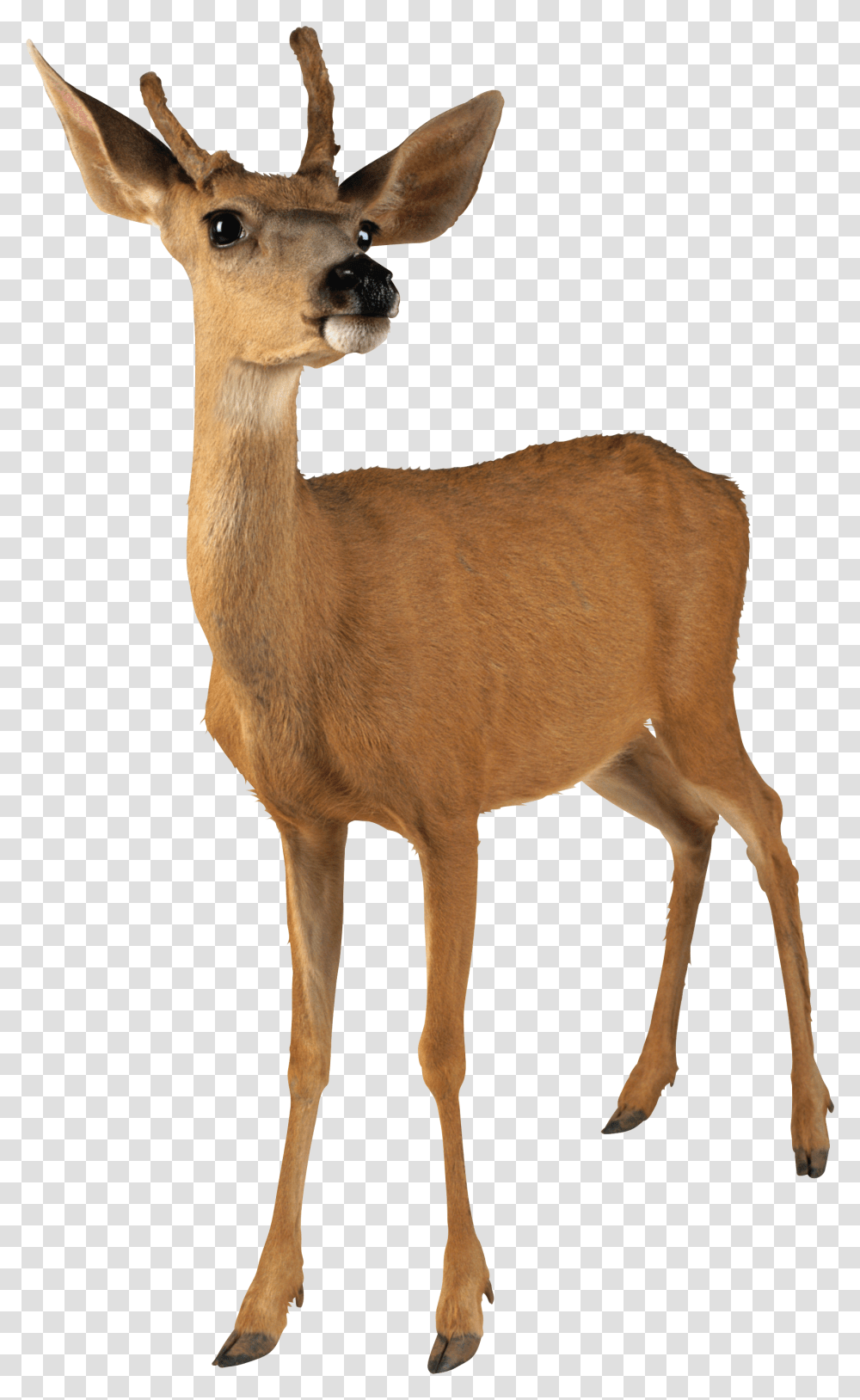 Deer, Animals, Antelope, Wildlife, Mammal Transparent Png