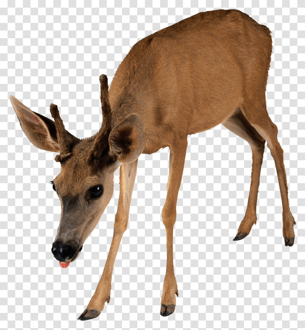 Deer, Animals, Antelope, Wildlife, Mammal Transparent Png