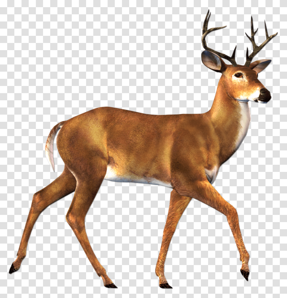 Deer, Animals, Antelope, Wildlife, Mammal Transparent Png