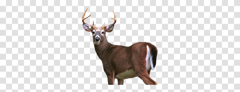 Deer, Animals, Antelope, Wildlife, Mammal Transparent Png