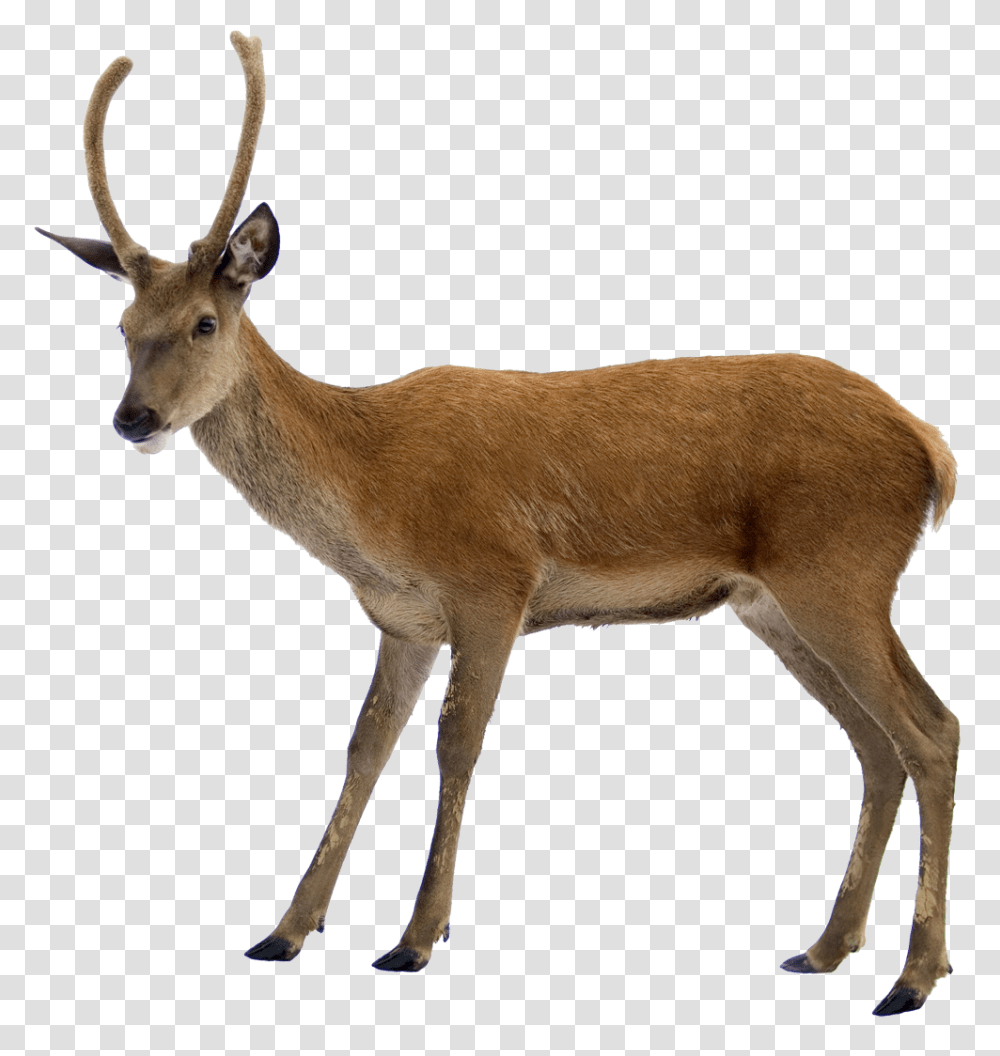 Deer, Animals, Antelope, Wildlife, Mammal Transparent Png