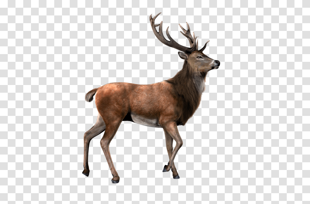 Deer, Animals, Antelope, Wildlife, Mammal Transparent Png