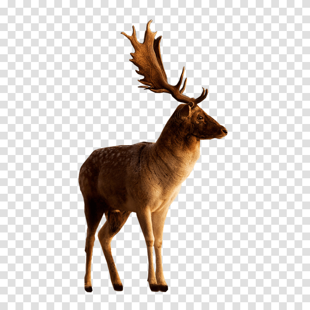 Deer, Animals, Antelope, Wildlife, Mammal Transparent Png