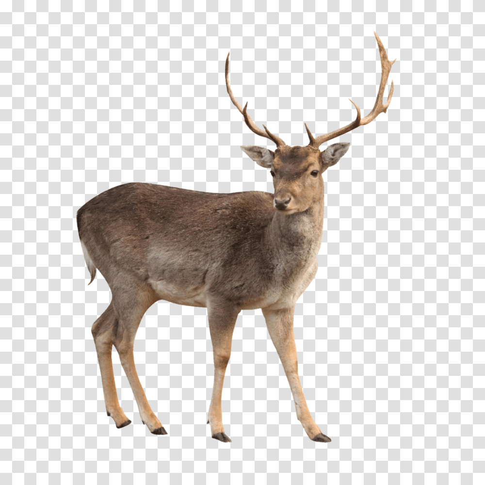 Deer, Animals, Antelope, Wildlife, Mammal Transparent Png