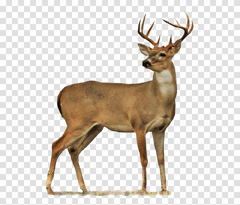 Deer, Animals, Antelope, Wildlife, Mammal Transparent Png