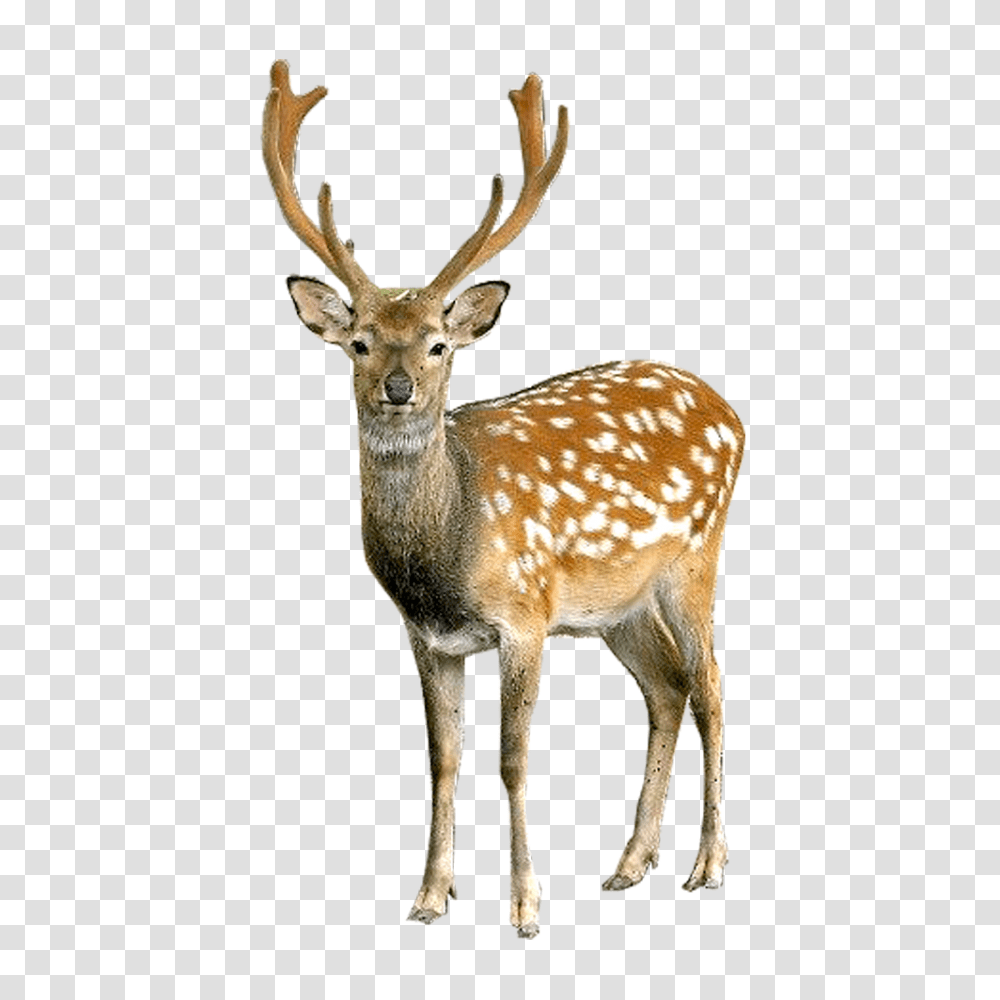 Deer, Animals, Antelope, Wildlife, Mammal Transparent Png