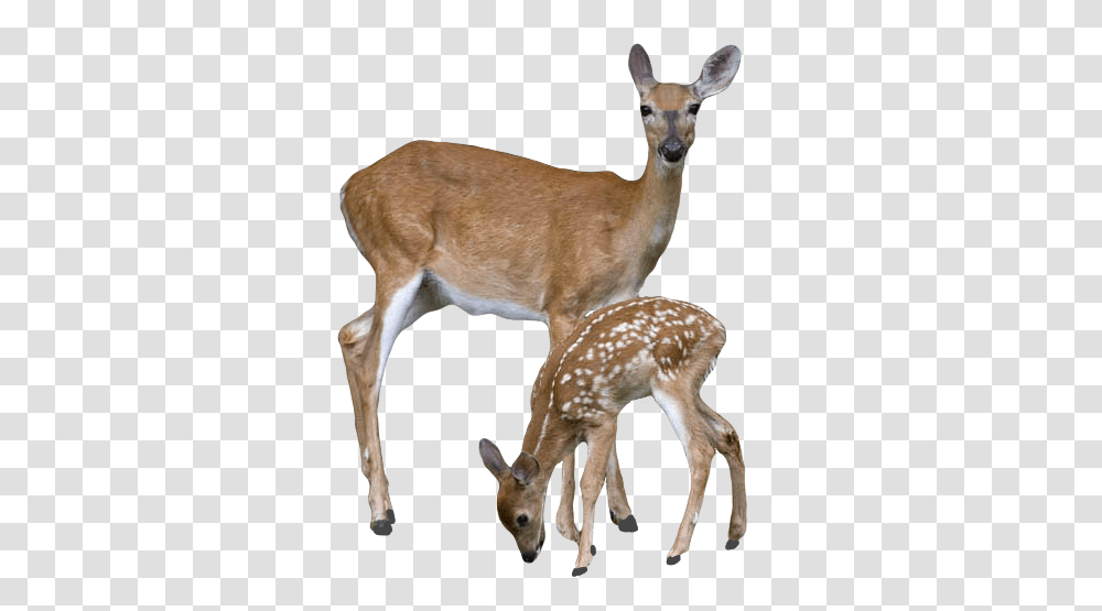 Deer, Animals, Antelope, Wildlife, Mammal Transparent Png