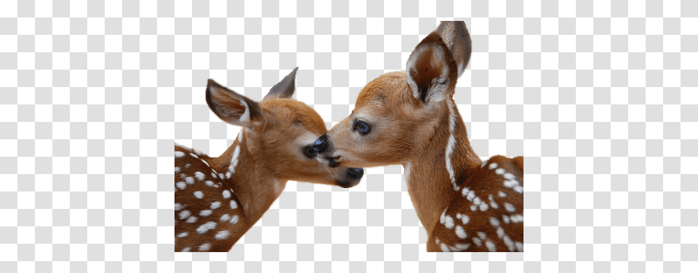 Deer, Animals, Dog, Pet, Canine Transparent Png