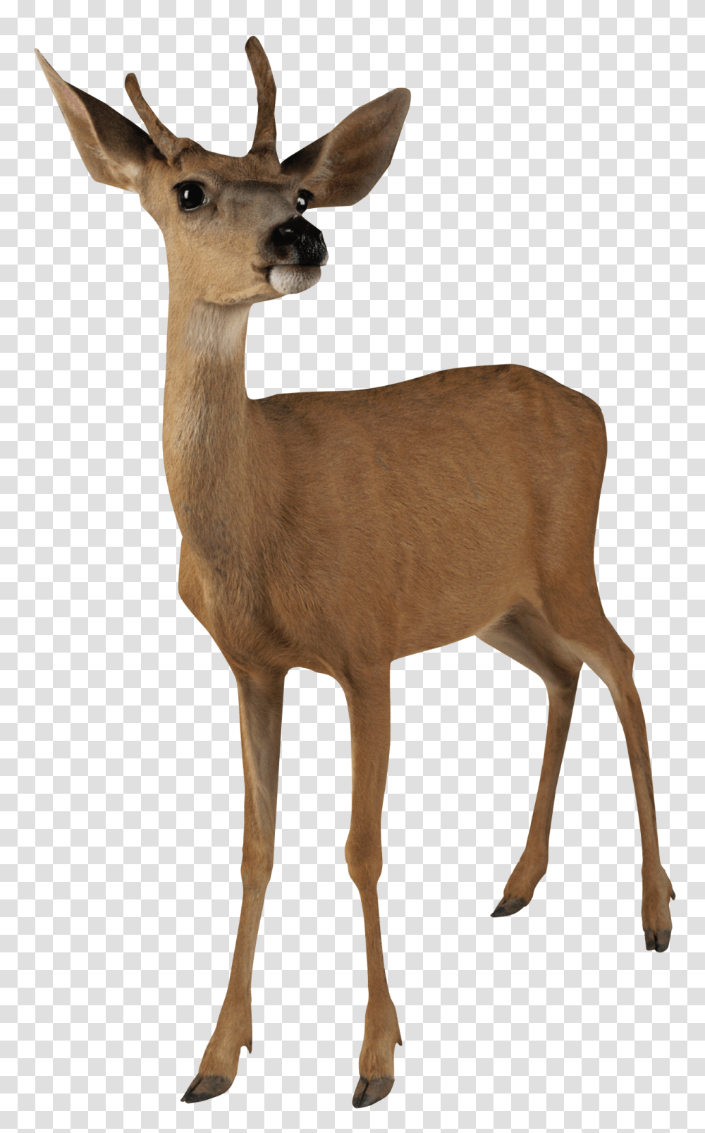 Deer, Animals, Wildlife, Mammal, Antelope Transparent Png