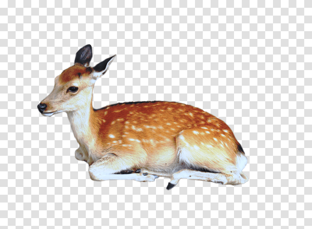 Deer, Animals, Wildlife, Mammal, Antelope Transparent Png