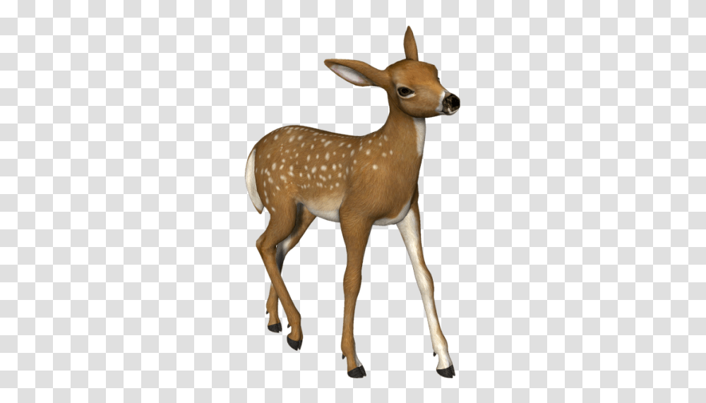 Deer, Animals, Wildlife, Mammal, Antelope Transparent Png