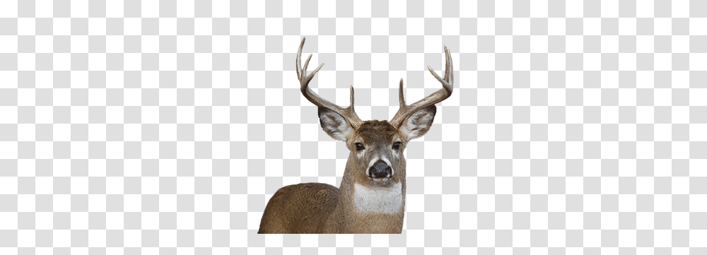 Deer, Animals, Wildlife, Mammal, Antler Transparent Png