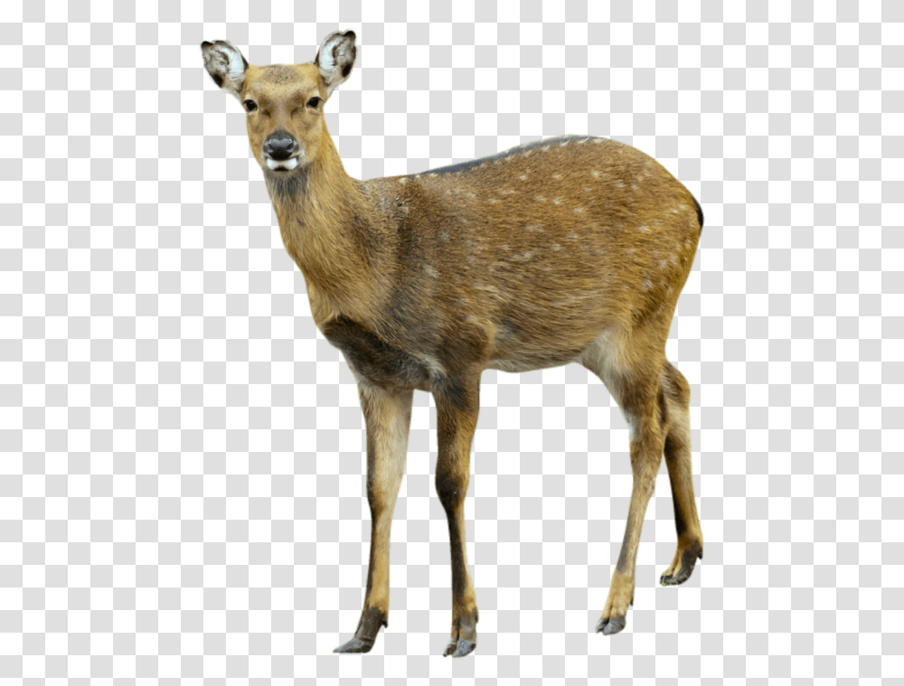 Deer, Animals, Wildlife, Mammal, Sheep Transparent Png