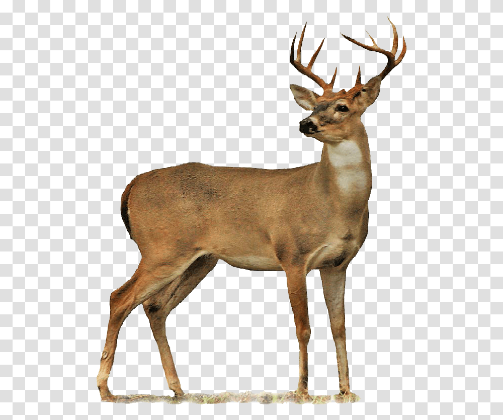 Deer, Antelope, Wildlife, Mammal, Animal Transparent Png