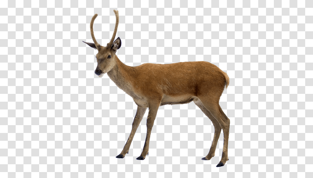 Deer, Antelope, Wildlife, Mammal, Animal Transparent Png