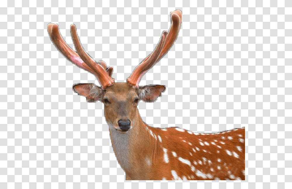 Deer, Antelope, Wildlife, Mammal, Animal Transparent Png