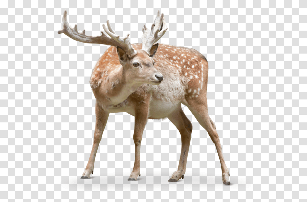 Deer Antler, Antelope, Wildlife, Mammal, Animal Transparent Png