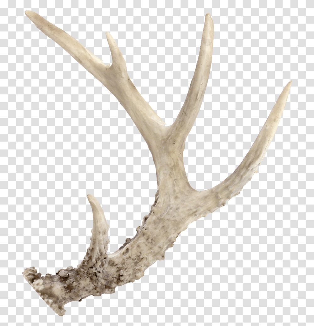 Deer Antler, Bird, Animal Transparent Png