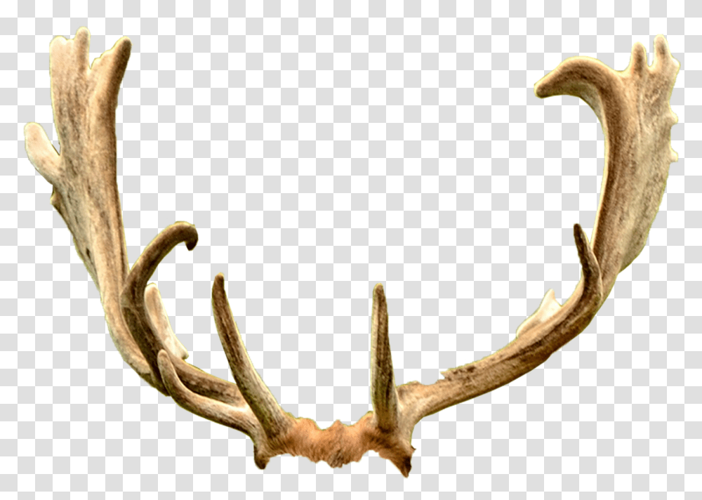 Deer Antler Trophy Hunting Ford Mustang Horn Deer Antlers Background Transparent Png
