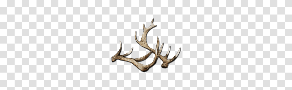 Deer Antlers, Antelope, Wildlife, Mammal, Animal Transparent Png