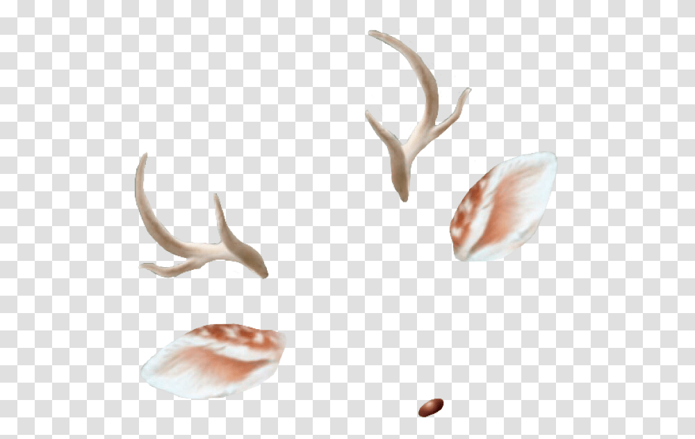 Deer Antlers Ears Doe Deerantlers Snapchat Filter Filte Snapchat Filters Background, Bird, Animal, Antelope, Wildlife Transparent Png