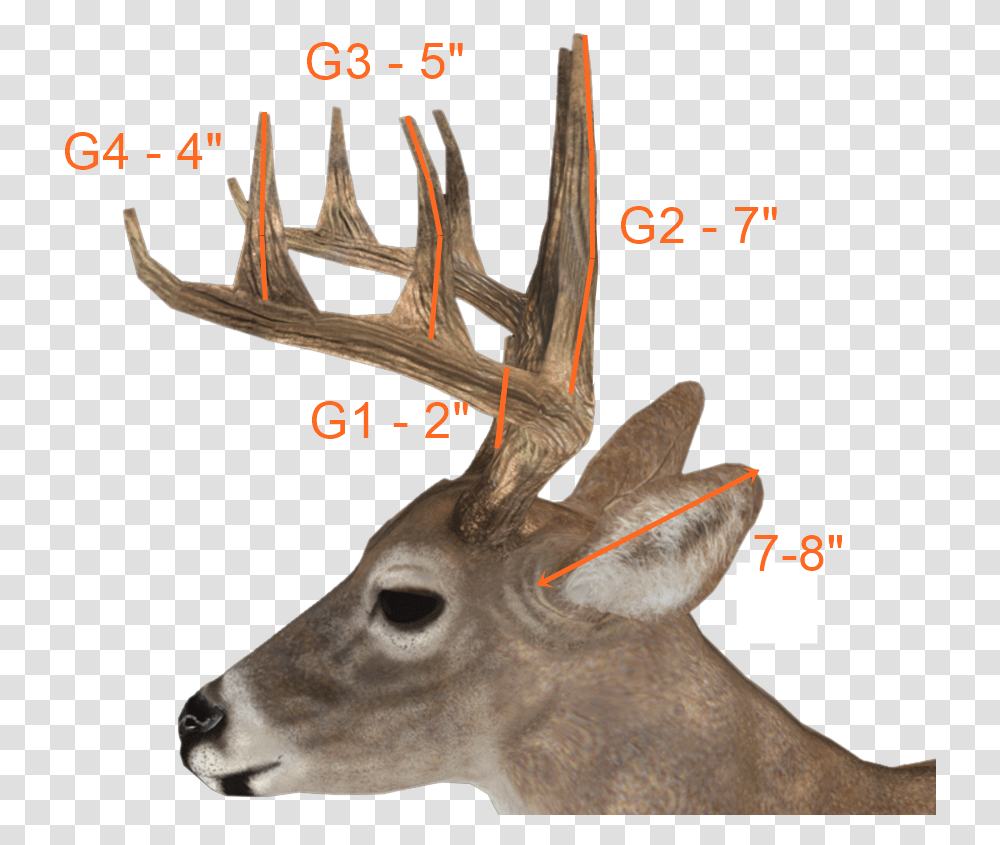 Deer Antlers Side View, Antelope, Wildlife, Mammal, Animal Transparent Png