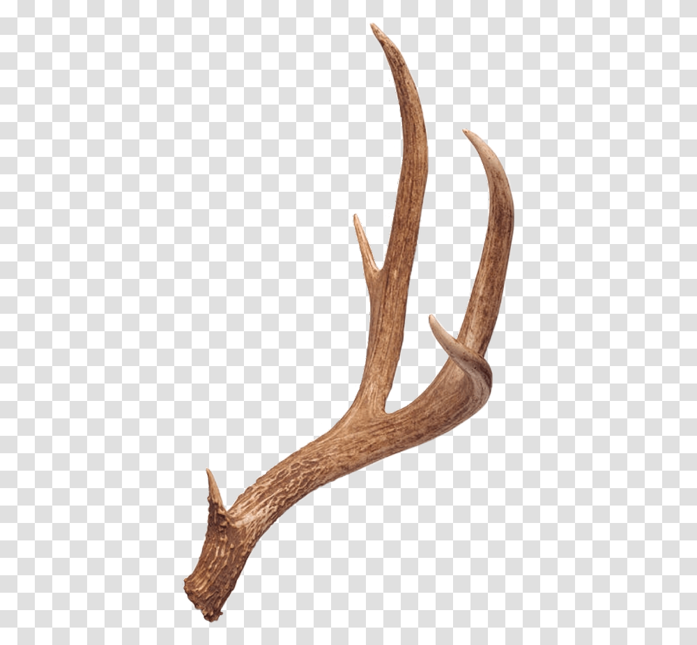 Deer Antlers, Snake, Reptile, Animal Transparent Png