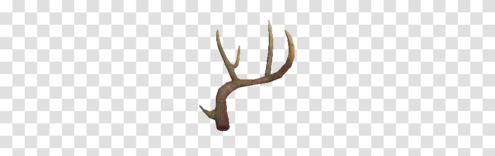 Deer Antlers Transparent Png