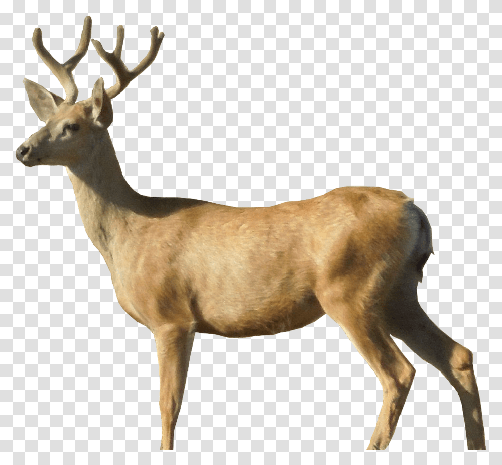 Deer Background, Antelope, Wildlife, Mammal, Animal Transparent Png