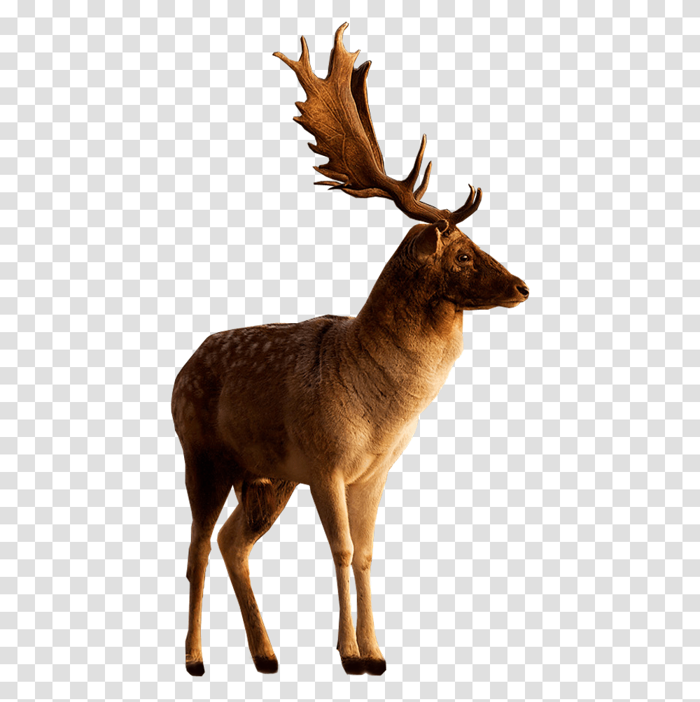 Deer Background, Elk, Wildlife, Mammal, Animal Transparent Png