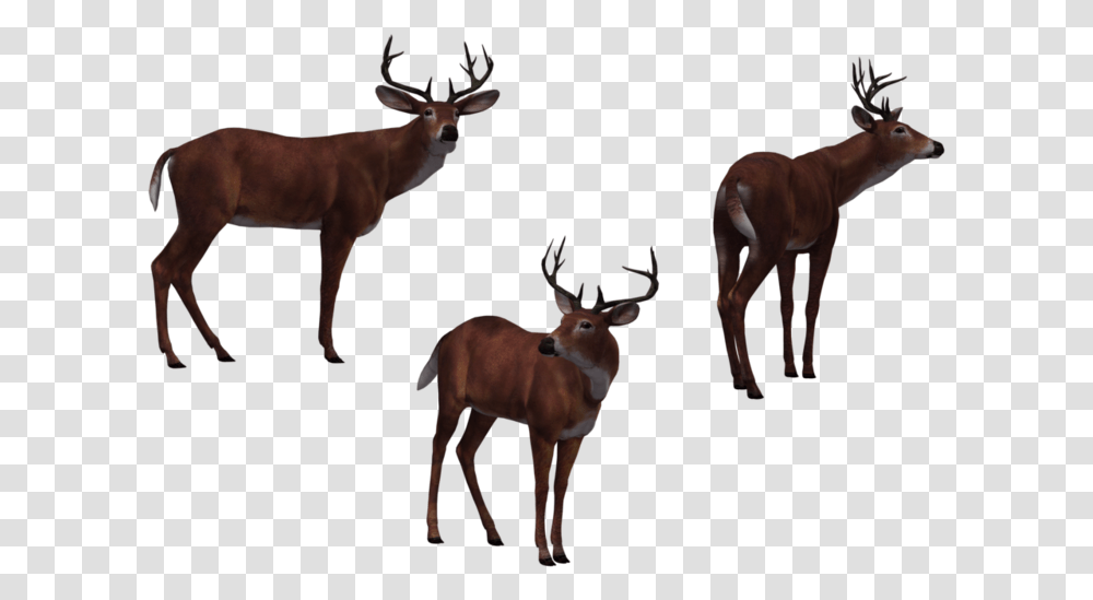 Deer Buck 03 By Free Stock Deer Hunter, Antelope, Wildlife, Mammal, Animal Transparent Png