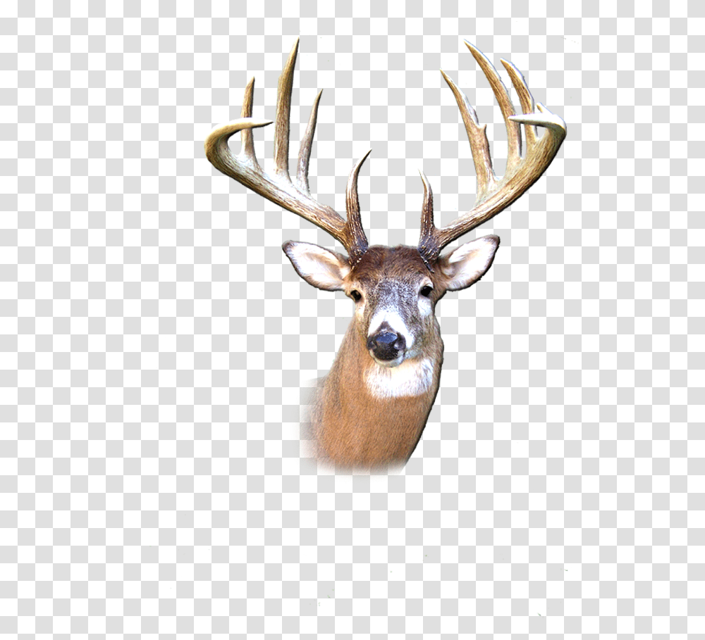 Deer Buck, Antelope, Wildlife, Mammal, Animal Transparent Png