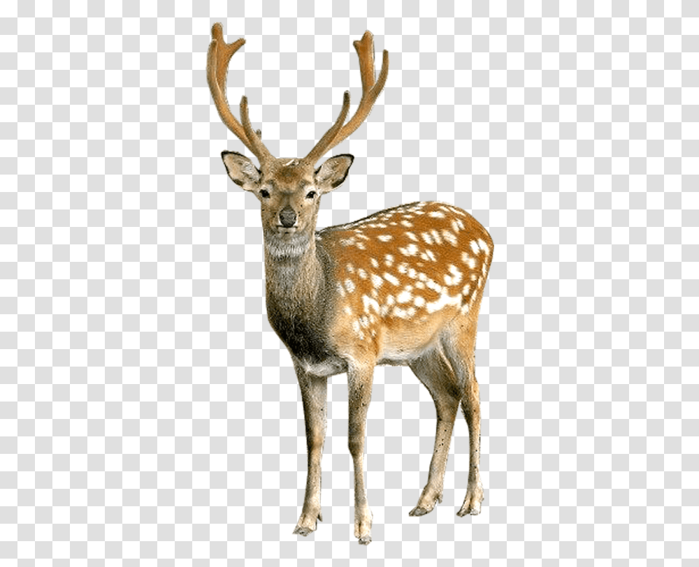 Deer Camp Clipart Deer, Wildlife, Mammal, Animal, Antelope Transparent Png
