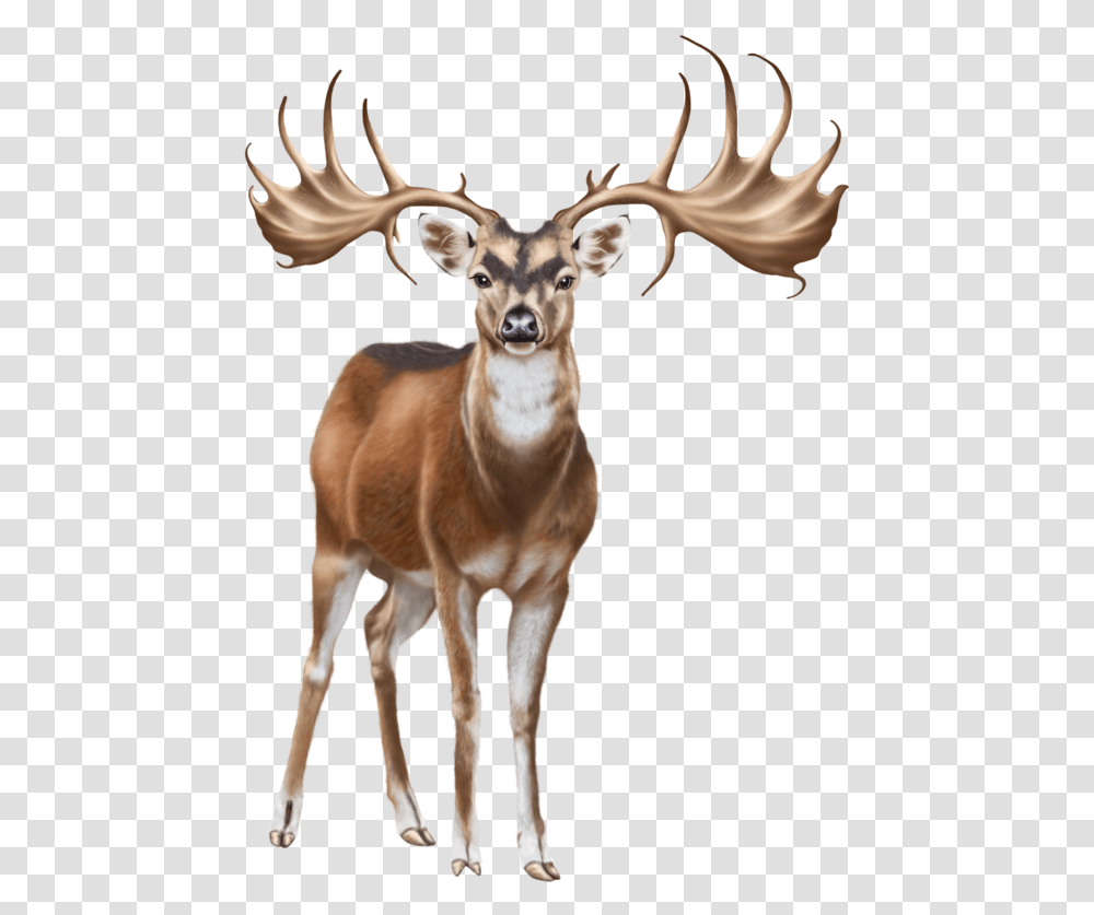 Deer Clip Art Clip Art, Antelope, Wildlife, Mammal, Animal Transparent Png