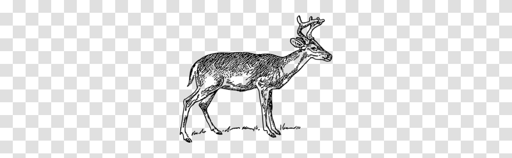 Deer Clip Art, Gray, World Of Warcraft Transparent Png