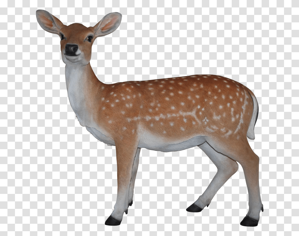 Deer Clip Art Real Deer, Antelope, Wildlife, Mammal, Animal Transparent Png