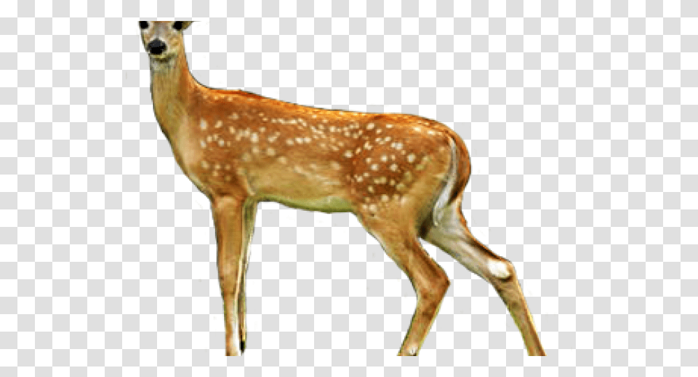 Deer Clip Art, Wildlife, Mammal, Animal, Antelope Transparent Png