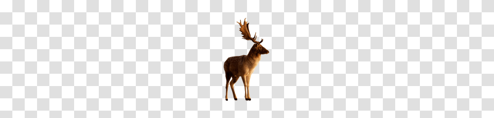 Deer Clipart, Antelope, Wildlife, Mammal, Animal Transparent Png