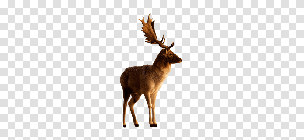 Deer Clipart Dlpng, Antelope, Wildlife, Mammal, Animal Transparent Png