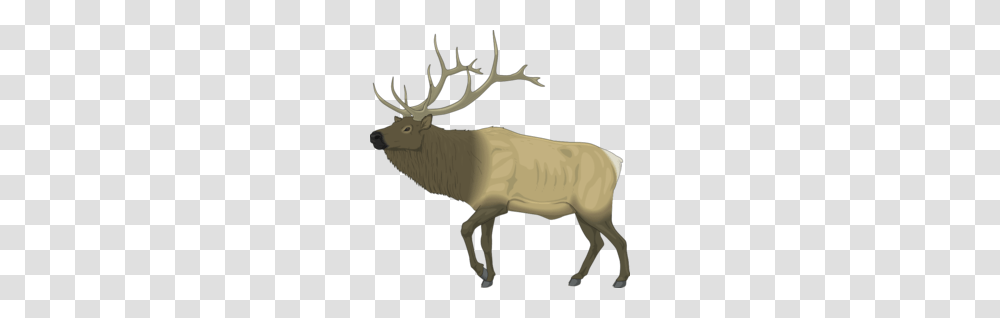 Deer Clipart, Elk, Wildlife, Mammal, Animal Transparent Png