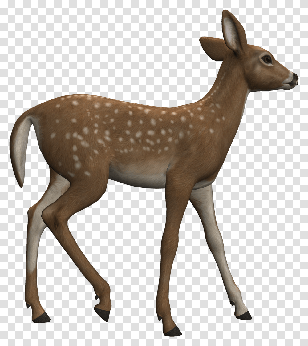 Deer Clipart Heterotroph Clipart Reh, Antelope, Wildlife, Mammal, Animal Transparent Png