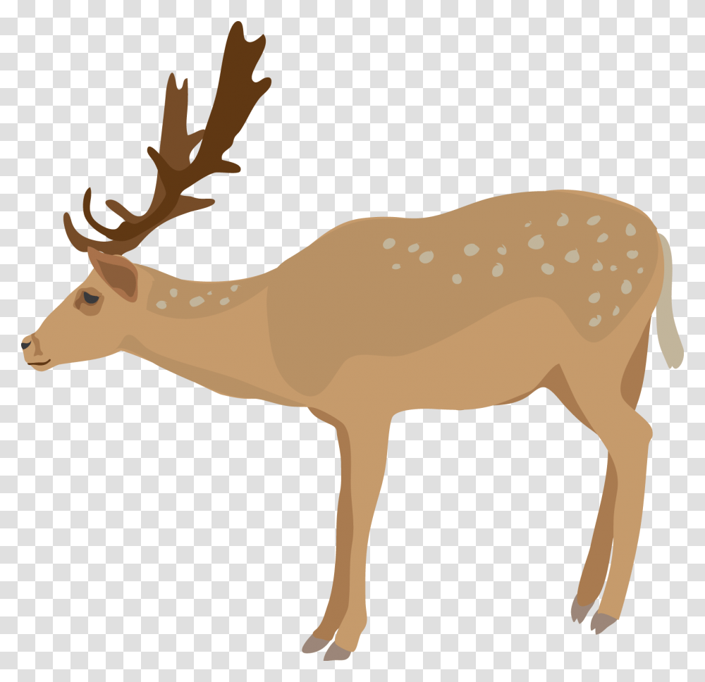 Deer Clipart Realistic Cute Deer Clipart Background, Elk, Wildlife, Mammal, Animal Transparent Png