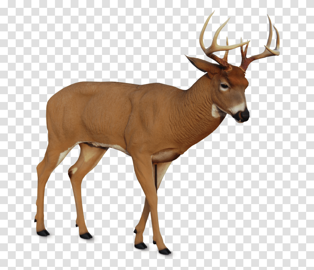Deer Decoys Dave Smith Decoys, Antelope, Wildlife, Mammal, Animal Transparent Png