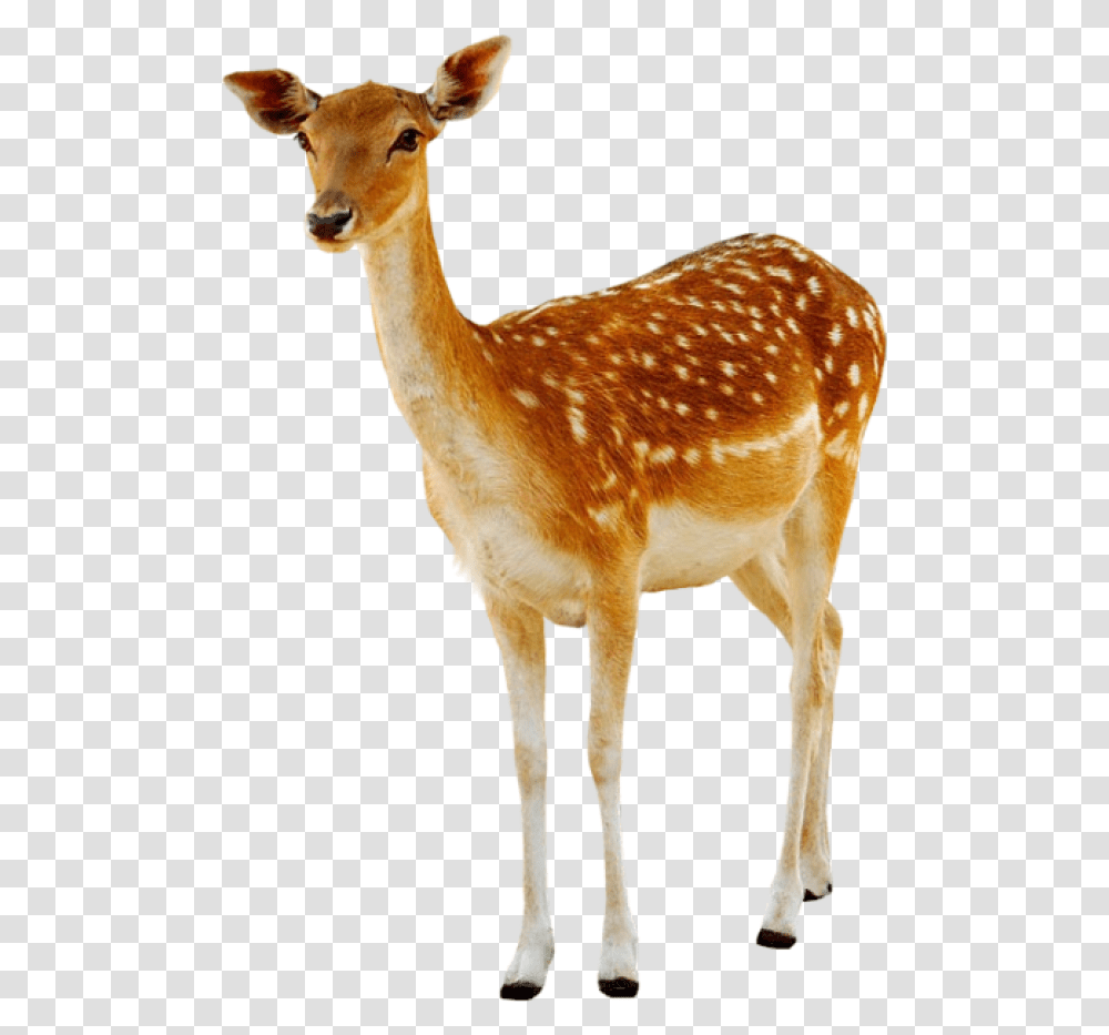 Deer Deer, Wildlife, Mammal, Animal, Antelope Transparent Png