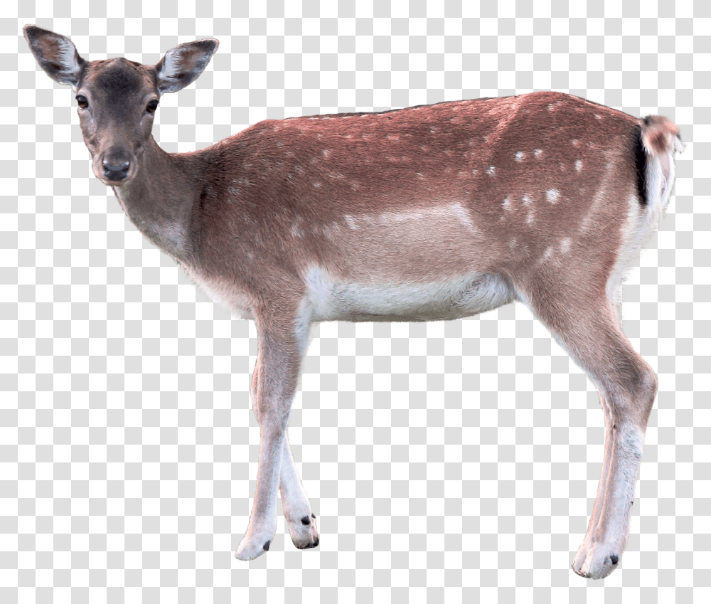 Deer Doe, Wildlife, Mammal, Animal, Antelope Transparent Png
